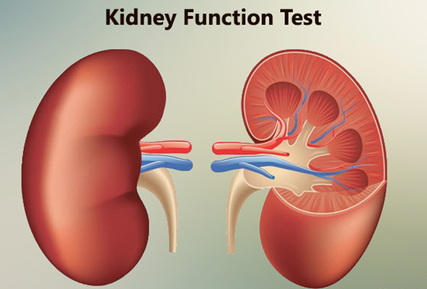 Thyroid Test in Dombivli